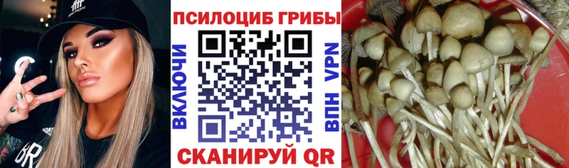 где купить   Губкинский  Псилоцибиновые грибы Psilocybine cubensis 